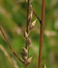 Hairy Stiff-leaved Panic-grass